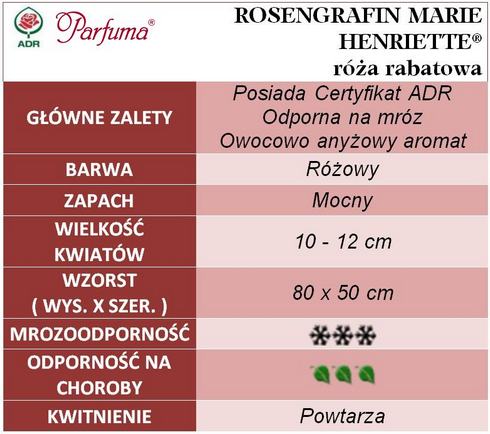 ROSENGRAFIN MARIE  HENRIETTE róże rabatowe gł. zal